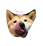 愛犬 リッキー（個別スタンプ：2）