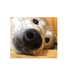 愛犬 リッキー（個別スタンプ：3）