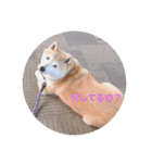愛犬 リッキー（個別スタンプ：4）