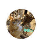 愛犬 リッキー（個別スタンプ：5）
