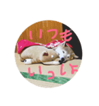 愛犬 リッキー（個別スタンプ：6）