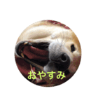 愛犬 リッキー（個別スタンプ：8）