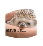 ハリネズミ のmogくん（個別スタンプ：1）