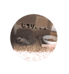 ハリネズミ のmogくん（個別スタンプ：8）