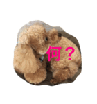 Rooney君パート1フォント改正版（個別スタンプ：11）