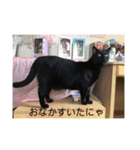 黒猫と茶トラ おなかすいたにゃ（個別スタンプ：3）