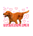 こてつとぽっけといと（個別スタンプ：10）