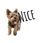 ヨークシャテリア-犬（個別スタンプ：1）