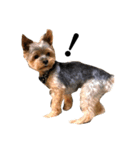 ヨークシャテリア-犬（個別スタンプ：2）