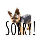ヨークシャテリア-犬（個別スタンプ：3）
