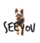 ヨークシャテリア-犬（個別スタンプ：5）