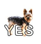 ヨークシャテリア-犬（個別スタンプ：6）