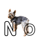 ヨークシャテリア-犬（個別スタンプ：7）