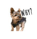 ヨークシャテリア-犬（個別スタンプ：9）