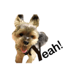 ヨークシャテリア-犬（個別スタンプ：11）