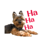 ヨークシャテリア-犬（個別スタンプ：12）