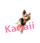 ヨークシャテリア-犬（個別スタンプ：13）