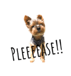 ヨークシャテリア-犬（個別スタンプ：14）