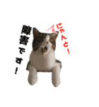 ITエンジニアの会話（個別スタンプ：2）