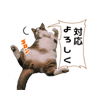 ITエンジニアの会話（個別スタンプ：3）