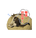 ITエンジニアの会話（個別スタンプ：4）