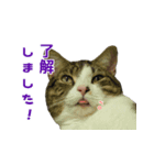 ITエンジニアの会話（個別スタンプ：5）