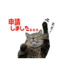 ITエンジニアの会話（個別スタンプ：6）