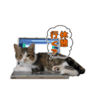 ITエンジニアの会話（個別スタンプ：8）