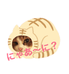 猫のモモ（個別スタンプ：1）