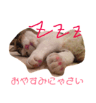 猫のモモ（個別スタンプ：3）