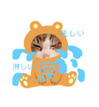 猫のモモ（個別スタンプ：4）