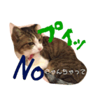 猫のモモ（個別スタンプ：7）