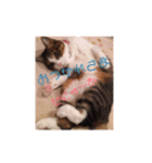 猫のモモ（個別スタンプ：12）