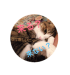 猫のモモ（個別スタンプ：13）