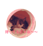 猫のモモ（個別スタンプ：14）