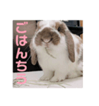 毎日たーたん（個別スタンプ：4）