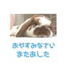 毎日たーたん（個別スタンプ：12）