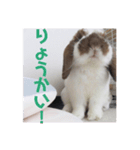 毎日たーたん（個別スタンプ：13）