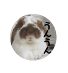 毎日たーたん（個別スタンプ：15）
