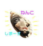たんこまあるちゃん その1（個別スタンプ：4）