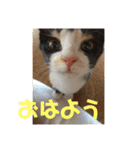 たんこまあるちゃん その1（個別スタンプ：6）