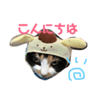 たんこまあるちゃん その1（個別スタンプ：8）