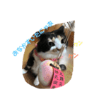 たんこまあるちゃん その1（個別スタンプ：10）