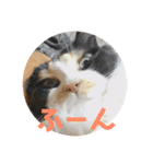 たんこまあるちゃん その1（個別スタンプ：12）