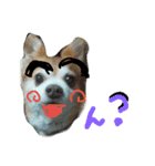 犬たろちゃん2（個別スタンプ：1）