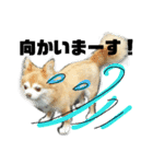 犬たろちゃん2（個別スタンプ：3）