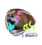 犬たろちゃん2（個別スタンプ：4）
