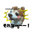 犬たろちゃん2（個別スタンプ：6）