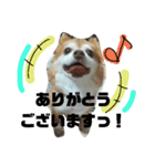 犬たろちゃん2（個別スタンプ：7）