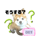 犬たろちゃん2（個別スタンプ：8）